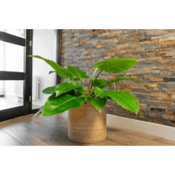 Plantenmand Stef - D36 X H36cm - Naturel 5 Plantenmand Stef - D36 X H36cm - Naturel -Planten Winkel plantenmand stef d36 x h36cm naturel plantenmand 2