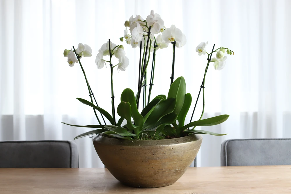 Plantenschaal Kos - D55 X H22cm - Goud 4 Plantenschaal Kos - D55 X H22cm - Goud - Afbeelding 2