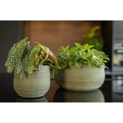 Plantenschaal Lydia - D28 X H13cm - Shiny Green 5 Plantenschaal Lydia - D28 X H13cm - Shiny Green -Planten Winkel plantenschaal lydia d28 x h13cm shiny green plantenschaal 2