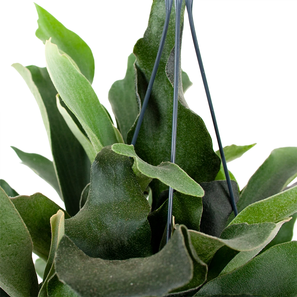 Platycerium Bifurcatum - Hertshoornvaren - In Hangpot - P17 H35 - Kamerplant 4 Platycerium Bifurcatum - Hertshoornvaren - In Hangpot - P17 H35 - Kamerplant - Afbeelding 2