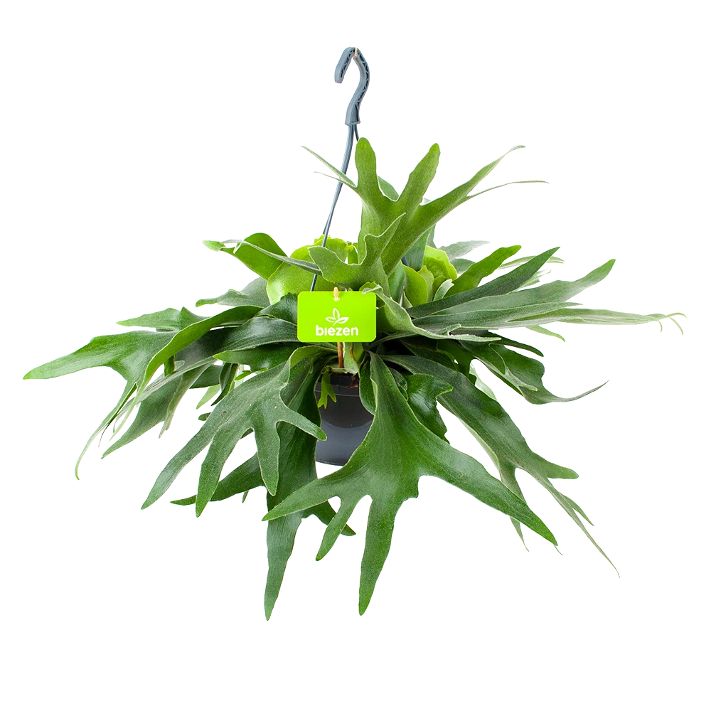 Platycerium Bifurcatum - Hertshoornvaren - In Hangpot - P21 H60 - Kamerplant 3 Platycerium Bifurcatum - Hertshoornvaren - In Hangpot - P21 H60 - Kamerplant