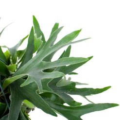 Platycerium Bifurcatum - Hertshoornvaren - In Hangpot - P21 H60 - Kamerplant 8 Platycerium Bifurcatum - Hertshoornvaren - In Hangpot - P21 H60 - Kamerplant -Planten Winkel platycerium bifurcatum hertshoornvaren in hangpot p21 h60 6