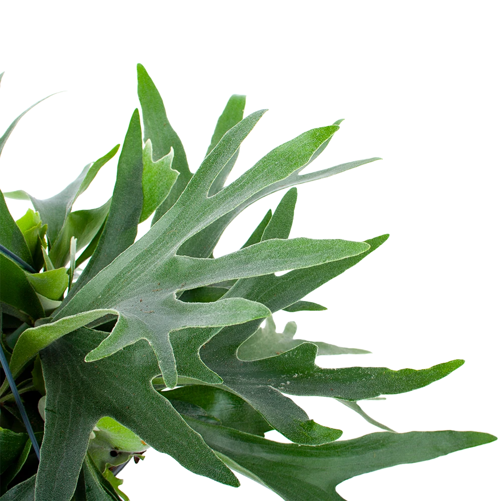 Platycerium Bifurcatum - Hertshoornvaren - In Hangpot - P21 H60 - Kamerplant 5 Platycerium Bifurcatum - Hertshoornvaren - In Hangpot - P21 H60 - Kamerplant - Afbeelding 3