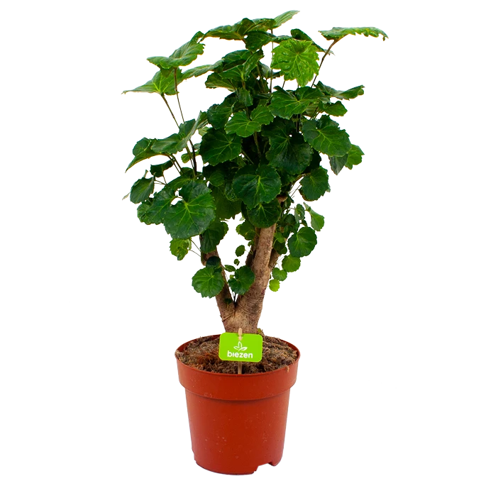 Polyscias Fabian - Aralia - P19 H65 - Kamerplant 3 Polyscias Fabian - Aralia - P19 H65 - Kamerplant