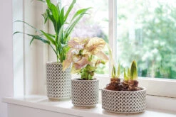 Planten Winkel -Planten Winkel pot hoog thies olive green d14 h20 bloempot 6 10