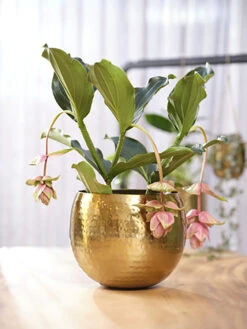 Bloempot Kody - D23 X H19cm - Goud 7 Bloempot Kody - D23 X H19cm - Goud -Planten Winkel pot kody gold d23 h19 bloempot 7 11