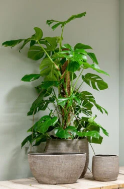 Bloempot Mira - D39 X H36cm - Wit 5 Bloempot Mira - D39 X H36cm - Wit -Planten Winkel pot mira d39 h36cm industrieel wit bloempot 6 11