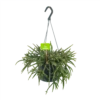 Rhipsalis Baccifera - In Hangpot - P17 H40 - Kamerplant -Planten Winkel rhipsalis baccifera in hangpot p17 h40 1