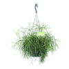 Rhipsalis Cassutha - Koraalcactus - In Hangpot - P17 H40 - Kamerplant -Planten Winkel rhipsalis cassutha koraalcactus in hangpot p17 h40 1