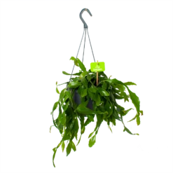 Rhipsalis Elliptica - In Hangpot - P17 H40 - Kamerplant