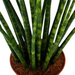 Sansevieria Fernwoord Mikado - Vrouwentong - P14 H55 - Kamerplant 6 Sansevieria Fernwoord Mikado - Vrouwentong - P14 H55 - Kamerplant -Planten Winkel sansevieria fernwoord mikado vrouwentong p14 h55 5