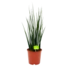 Sansevieria Fernwoord Mikado - Vrouwentong - P19 H75 - Kamerplant -Planten Winkel sansevieria fernwoord mikado vrouwentong p19 h75 1 2