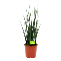 Sansevieria Fernwoord Mikado - Vrouwentong - P19 H75 - Kamerplant