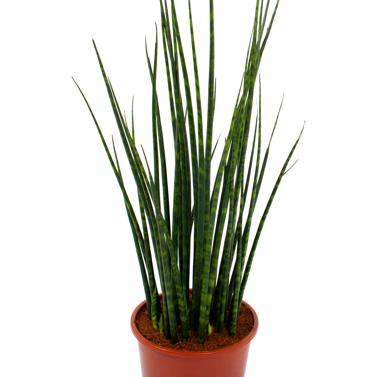 Sansevieria Fernwoord Mikado - Vrouwentong - P19 H75 - Kamerplant 4 Sansevieria Fernwoord Mikado - Vrouwentong - P19 H75 - Kamerplant - Afbeelding 2