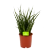 Sansevieria Fernwoord Punk - Vrouwentong - P14 H45 - Kamerplant 2 Sansevieria Fernwoord Punk - Vrouwentong - P14 H45 - Kamerplant -Planten Winkel sansevieria fernwoord punk vrouwentong p14 h45 1 2