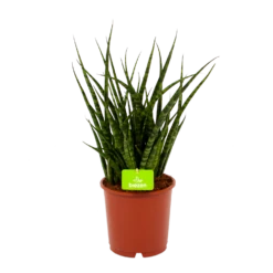 Sansevieria Fernwoord Punk - Vrouwentong - P14 H45 - Kamerplant