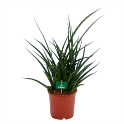 Sansevieria Fernwoord Punk - Vrouwentong - P17 H60 - Kamerplant