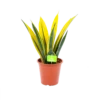 Sansevieria Gold Flame - Vrouwentong - P17 H50 - Kamerplant -Planten Winkel sansevieria gold flame vrouwentong p17 h50 1