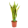 Sansevieria Laurentii - Vrouwentong - P21 H80 - Kamerplant 1 Sansevieria Laurentii - Vrouwentong - P21 H80 - Kamerplant -Planten Winkel sansevieria laurentii vrouwentong p21 h80 kamerplant 1