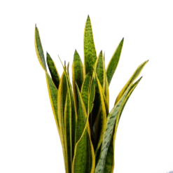 Sansevieria Laurentii - Vrouwentong - P21 H80 - Kamerplant 6 Sansevieria Laurentii - Vrouwentong - P21 H80 - Kamerplant -Planten Winkel sansevieria laurentii vrouwentong p21 h80 kamerplant 2