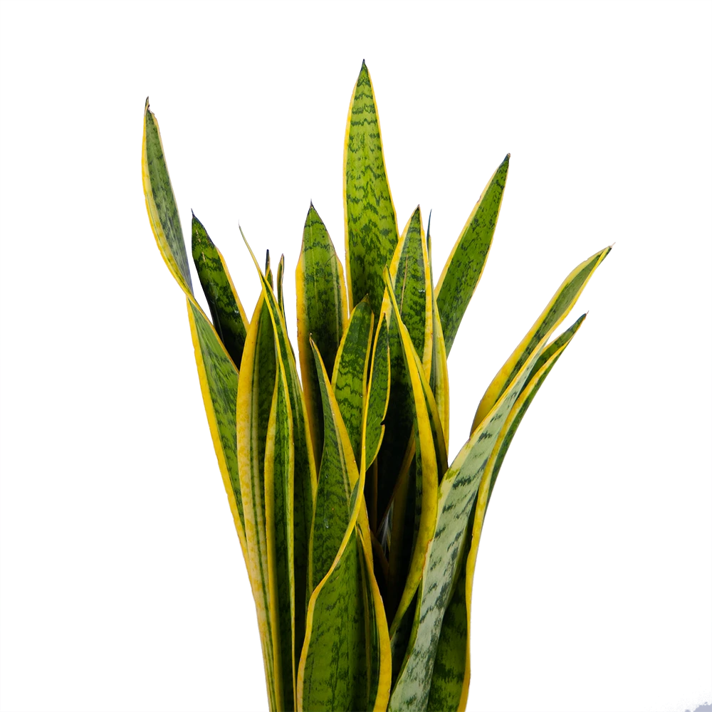 Sansevieria Laurentii - Vrouwentong - P21 H80 - Kamerplant 4 Sansevieria Laurentii - Vrouwentong - P21 H80 - Kamerplant - Afbeelding 2