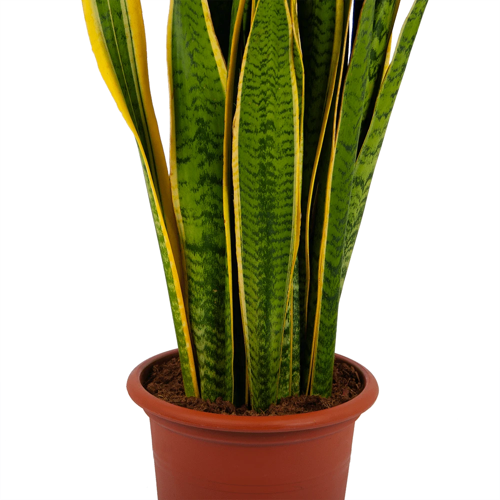 Sansevieria Laurentii - Vrouwentong - P30 H110 - Kamerplant 4 Sansevieria Laurentii - Vrouwentong - P30 H110 - Kamerplant - Afbeelding 2