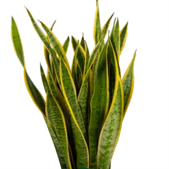 Sansevieria Laurentii - Vrouwentong - P30 H110 - Kamerplant 8 Sansevieria Laurentii - Vrouwentong - P30 H110 - Kamerplant -Planten Winkel sansevieria laurentii vrouwentong p30 h110 kamerplant 3