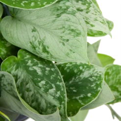 Scindapsus Pictus Silvery Ann - Epipremnum - In Hangpot - P15 H30 - Kamerplant 8 Scindapsus Pictus Silvery Ann - Epipremnum - In Hangpot - P15 H30 - Kamerplant -Planten Winkel scindapsus pictus silvery ann epipremnum in hangpot p15 h30 6 3