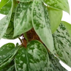 Scindapsus Pictus Silvery Ann Op Mosstok - Epipremnum - P15 H60 - Kamerplant -Planten Winkel scindapsus pictus silvery ann op mosstok epipremnum p15 h60 5 3