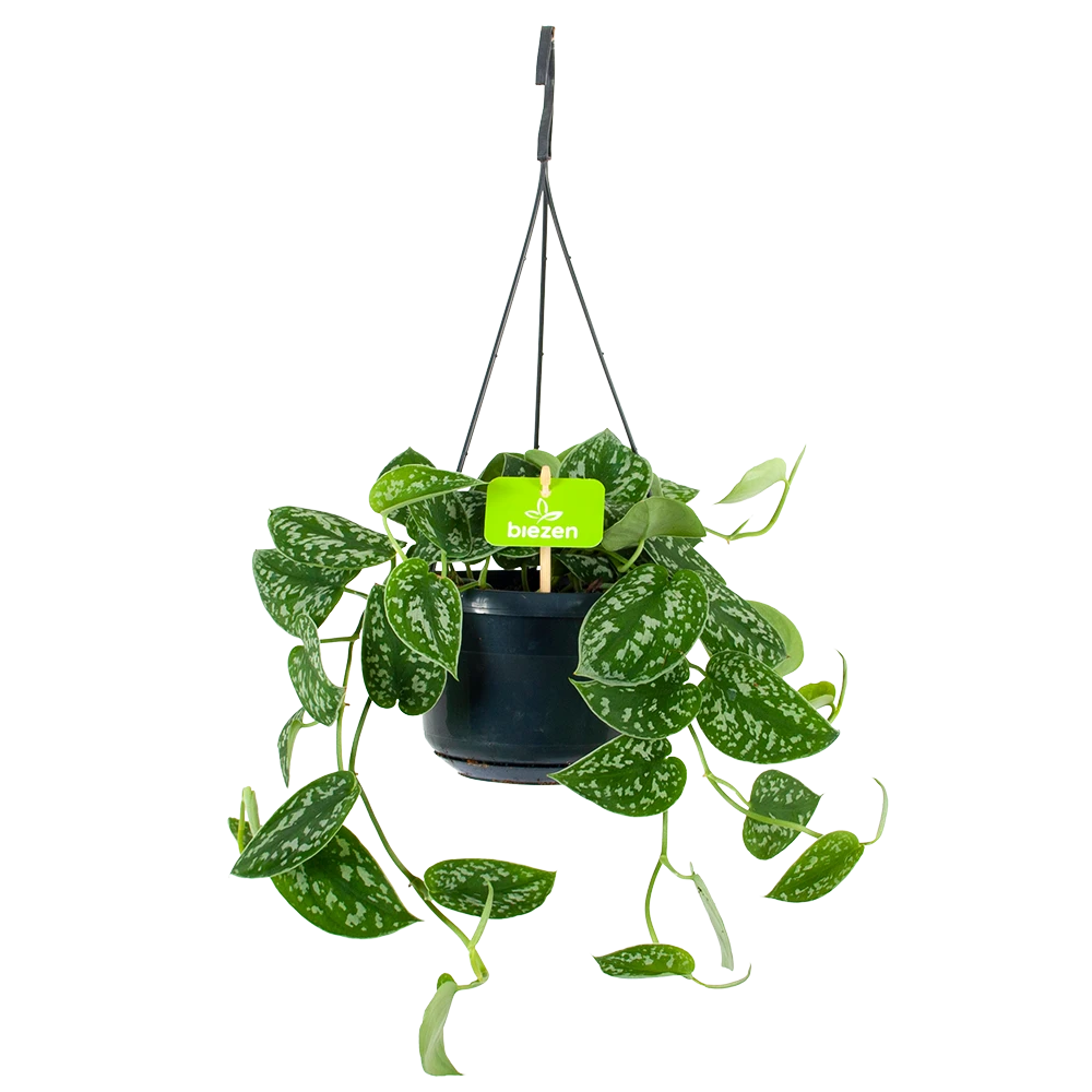 Scindapsus Pictus Trebie - Epipremnum - In Hangpot - P15 H20 - Kamerplant 3 Scindapsus Pictus Trebie - Epipremnum - In Hangpot - P15 H20 - Kamerplant