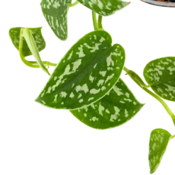 Scindapsus Pictus Trebie - Epipremnum - In Hangpot - P15 H20 - Kamerplant 8 Scindapsus Pictus Trebie - Epipremnum - In Hangpot - P15 H20 - Kamerplant -Planten Winkel scindapsus pictus trebie epipremnum in hangpot p15 6 1