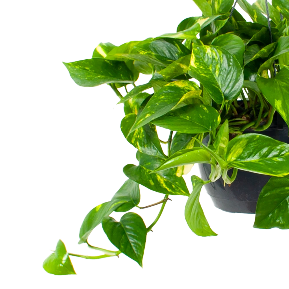 Scindapsus Pinnatum Aureum - Epipremnum - In Hangpot - P17 H35 - Kamerplant 4 Scindapsus Pinnatum Aureum - Epipremnum - In Hangpot - P17 H35 - Kamerplant - Afbeelding 2