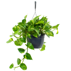 Scindapsus Pinnatum Aureum - Epipremnum - In Hangpot - P20 H40 - Kamerplant