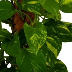 Scindapsus Pinnatum Aureum Op Mosstok - Epipremnum - P27 H150 - Kamerplant 8 Scindapsus Pinnatum Aureum Op Mosstok - Epipremnum - P27 H150 - Kamerplant -Planten Winkel scindapsus pinnatum aureum op mosstok epipremnum p27 h150 4