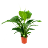 Spathiphyllum Wallisii - Lepelplant - P19 H80 Wit - Kamerplant -Planten Winkel spathiphyllum wallisii lepelplant p19 h80 wit 1 1