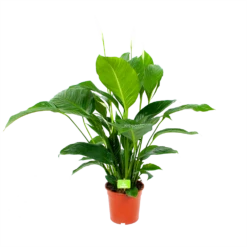 Spathiphyllum Wallisii - Lepelplant - P19 H80 Wit - Kamerplant
