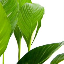 Spathiphyllum Wallisii - Lepelplant - P19 H80 Wit - Kamerplant -Planten Winkel spathiphyllum wallisii lepelplant p19 h80 wit 6