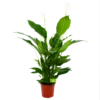 Spathiphyllum Wallisii - Lepelplant - P24 H120 Wit - Kamerplant -Planten Winkel spathiphyllum wallisii lepelplant p24 h120 wit 4