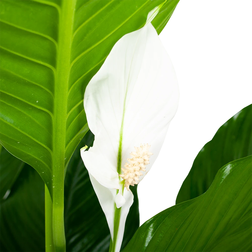 Spathiphyllum Wallisii - Lepelplant - P24 H120 Wit - Kamerplant 4 Spathiphyllum Wallisii - Lepelplant - P24 H120 Wit - Kamerplant - Afbeelding 2