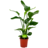 Strelitzia Nicolai - Paradijsvogelpant - P19 H80 - Kamerplant 1 Strelitzia Nicolai - Paradijsvogelpant - P19 H80 - Kamerplant -Planten Winkel strelitzia nicolai paradijsvogelpant p19 h80 4