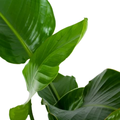 Strelitzia Nicolai - Paradijsvogelpant - P19 H80 - Kamerplant -Planten Winkel strelitzia nicolai paradijsvogelpant p19 h80 5