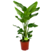 Strelitzia Nicolai - Paradijsvogelpant - P24 H100 - Kamerplant 2 Strelitzia Nicolai - Paradijsvogelpant - P24 H100 - Kamerplant -Planten Winkel strelitzia nicolai paradijsvogelpant p24 h100 1 3