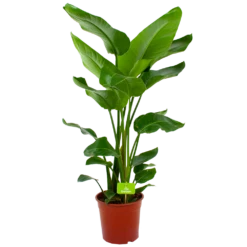 Strelitzia Nicolai - Paradijsvogelpant - P24 H100 - Kamerplant