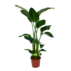 Strelitzia Nicolai - Paradijsvogelpant - P27 H180 - Kamerplant -Planten Winkel strelitzia nicolai paradijsvogelpant p27 h180 1 1 1