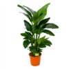 Strelitzia Nicolai - Paradijsvogelpant - P28 H130 - Kamerplant