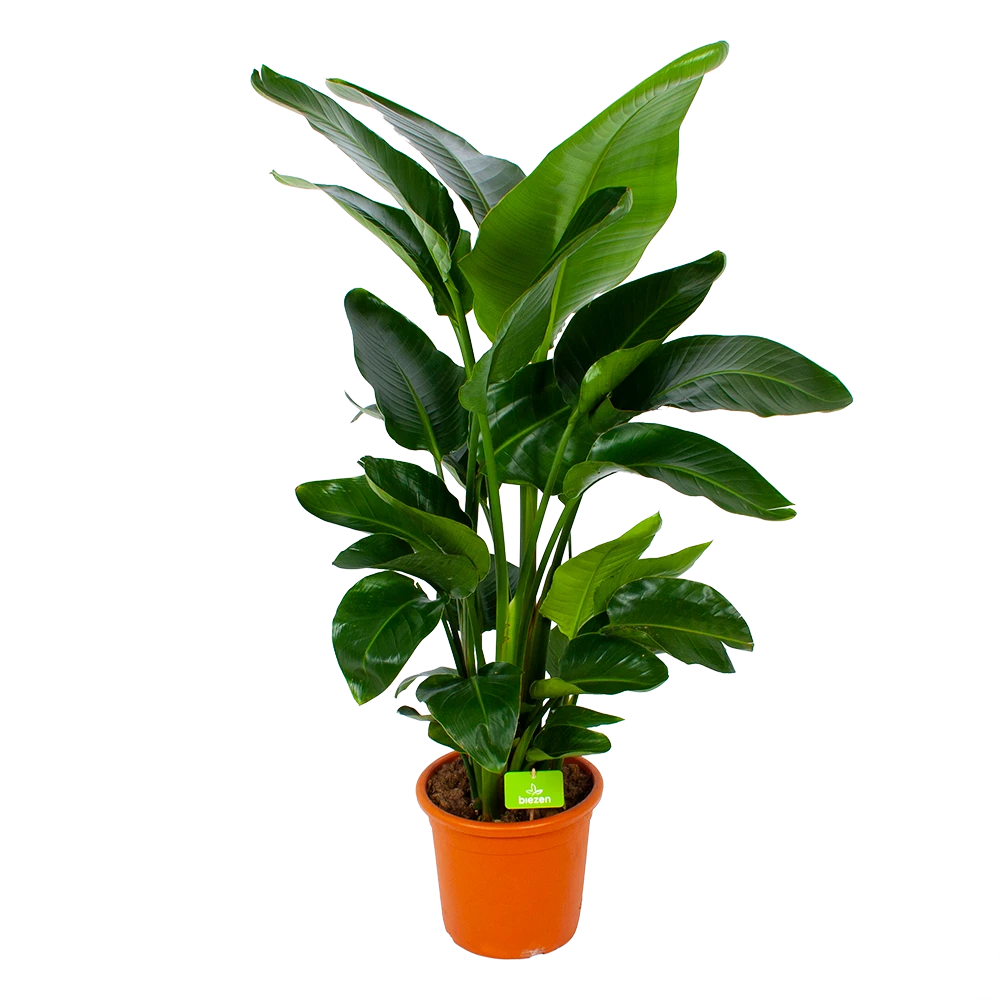 Strelitzia Nicolai - Paradijsvogelpant - P28 H130 - Kamerplant 3 Strelitzia Nicolai - Paradijsvogelpant - P28 H130 - Kamerplant