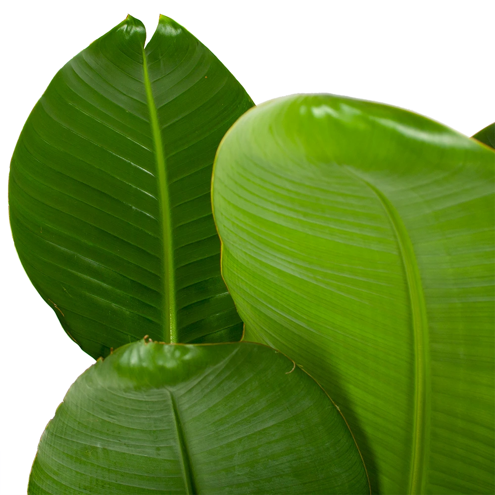 Strelitzia Nicolai - Paradijsvogelpant - P28 H130 - Kamerplant 4 Strelitzia Nicolai - Paradijsvogelpant - P28 H130 - Kamerplant - Afbeelding 2