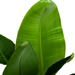 Strelitzia Nicolai - Paradijsvogelpant - P28 H130 - Kamerplant 8 Strelitzia Nicolai - Paradijsvogelpant - P28 H130 - Kamerplant -Planten Winkel strelitzia nicolai paradijsvogelpant p28 h130 6