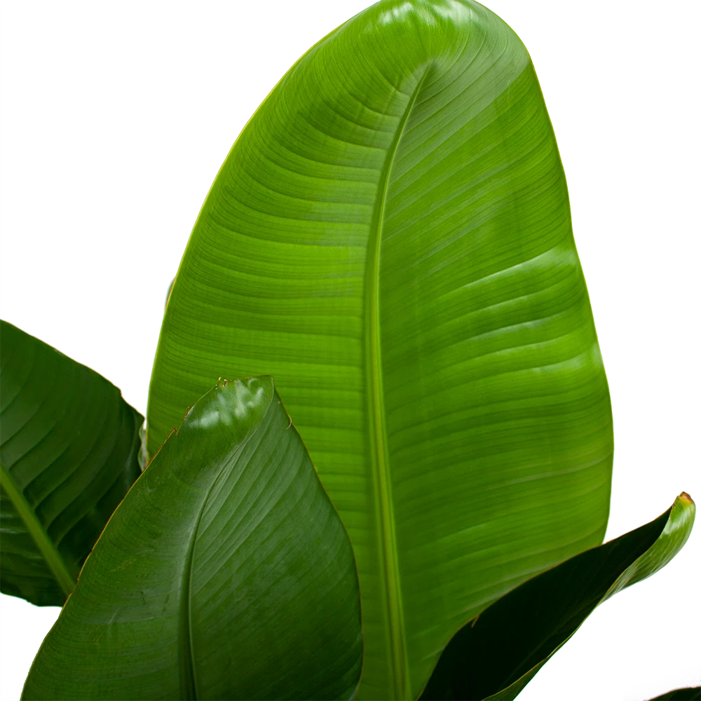 Strelitzia Nicolai - Paradijsvogelpant - P28 H130 - Kamerplant 5 Strelitzia Nicolai - Paradijsvogelpant - P28 H130 - Kamerplant - Afbeelding 3