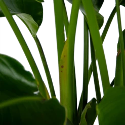 Strelitzia Nicolai - Paradijsvogelpant - P32,5 H165 - Kamerplant -Planten Winkel strelitzia nicolai paradijsvogelpant p32 5 h165 6